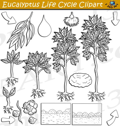 Eucalyptus Tree Life Cycle Clipart