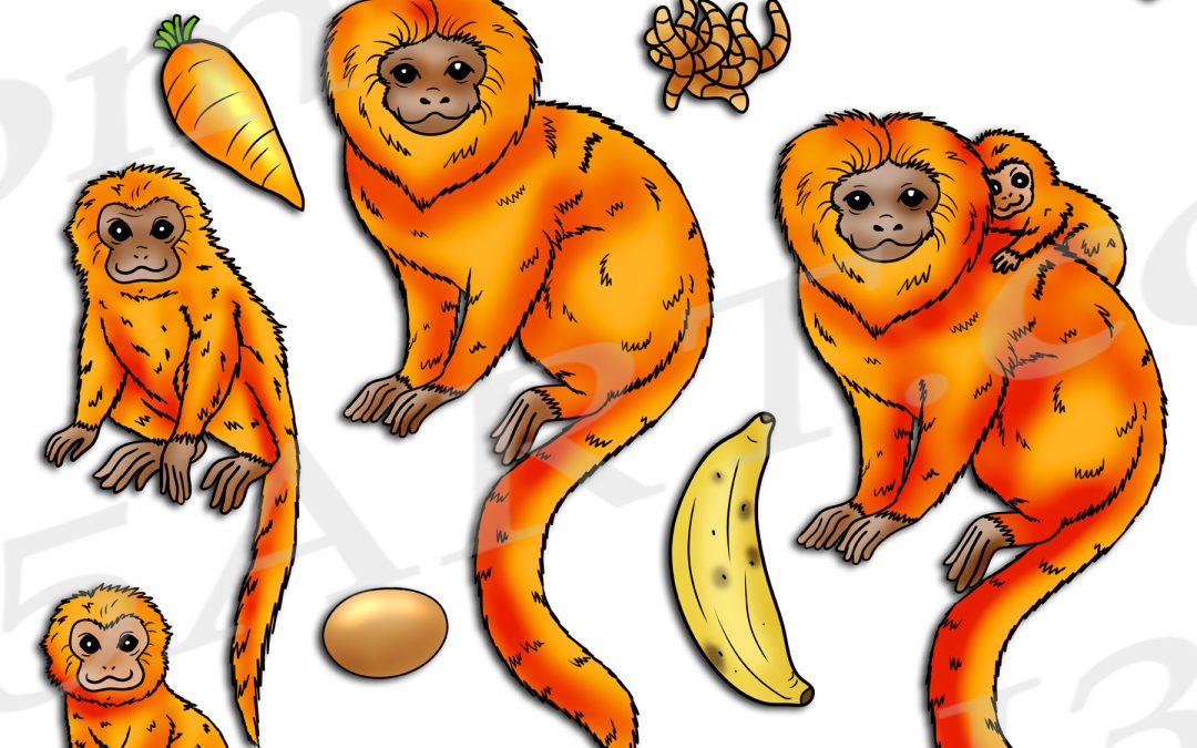Golden Lion Tamarin Life Cycle Clipart Download