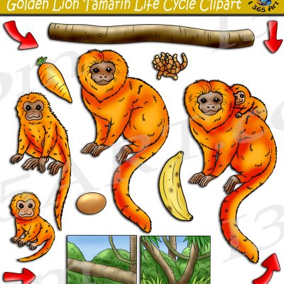 Golden Lion Tamarin Life Cycle Clipart