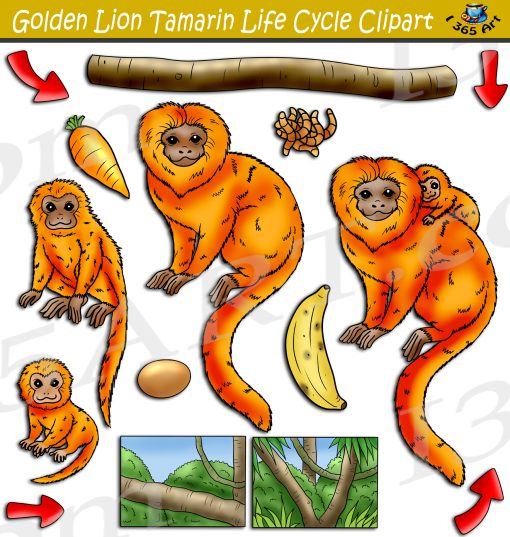 Golden Lion Tamarin Life Cycle Clipart