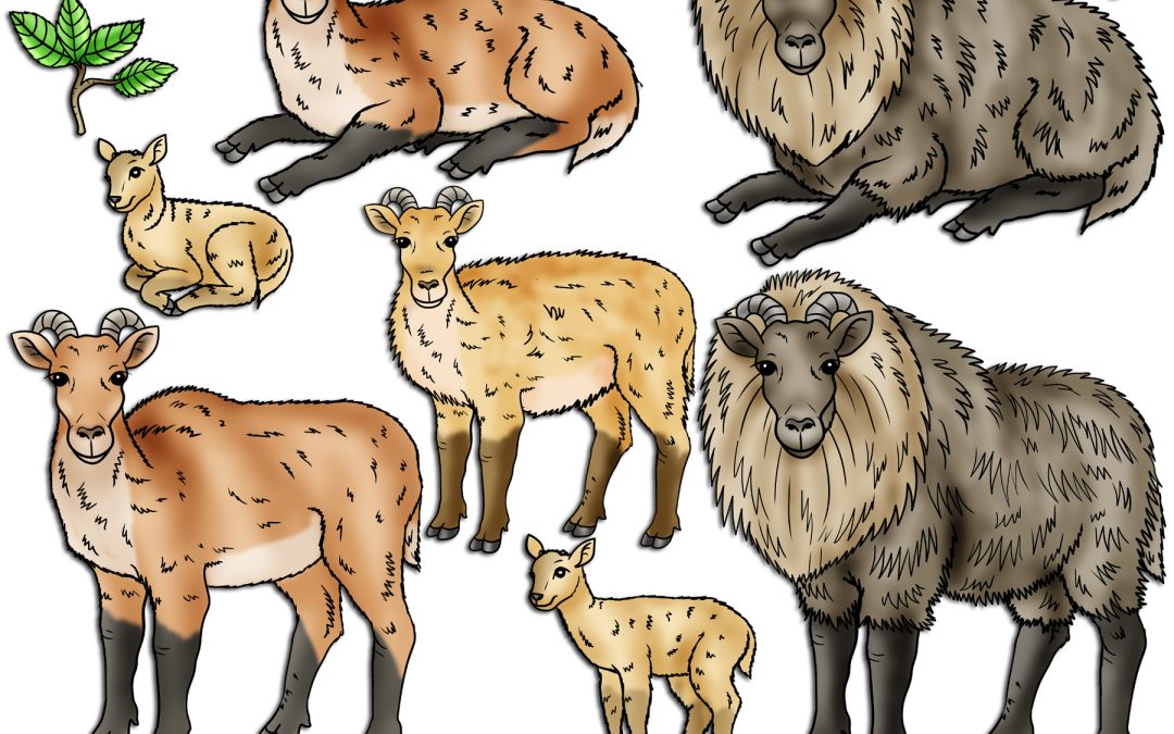 Himalayan Tahr Life Cycle Clipart Set Download