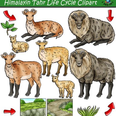 Himalayan Tahr Life Cycle Clipart