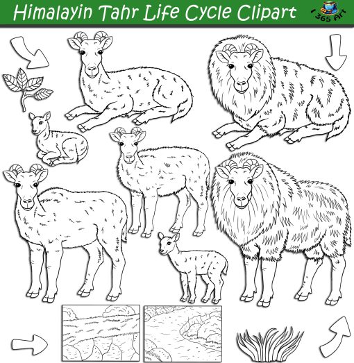 Himalayan Tahr Life Cycle Clipart