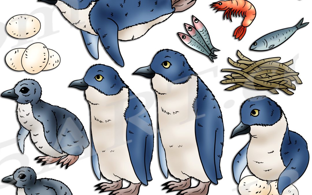 Little Blue Penguin Life Cycle Clipart Set Download
