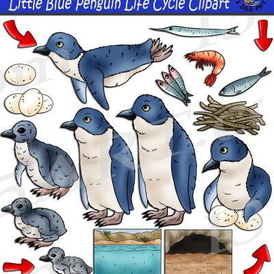 Little Blue Penguin Life Cycle Clipart