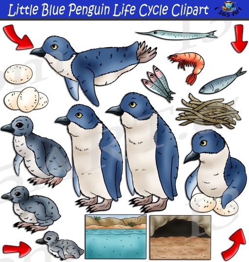 Little Blue Penguin Life Cycle Clipart