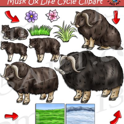 Musk Ox Life Cycle Clipart