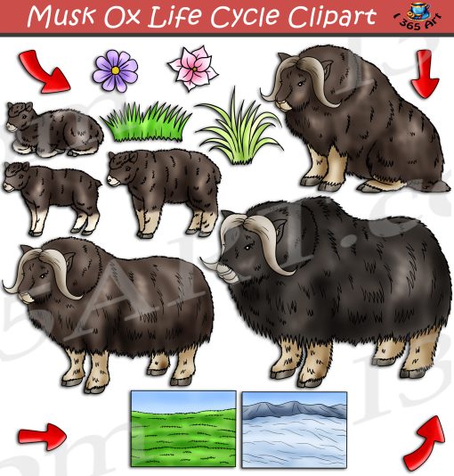 Musk Ox Life Cycle Clipart