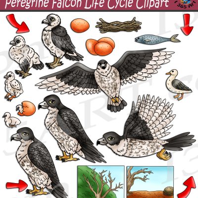 Peregrine Falcon Life Cycle Clipart
