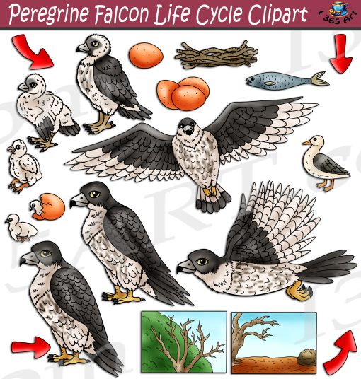 Peregrine Falcon Life Cycle Clipart