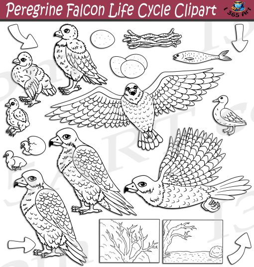 Peregrine Falcon Life Cycle Clipart