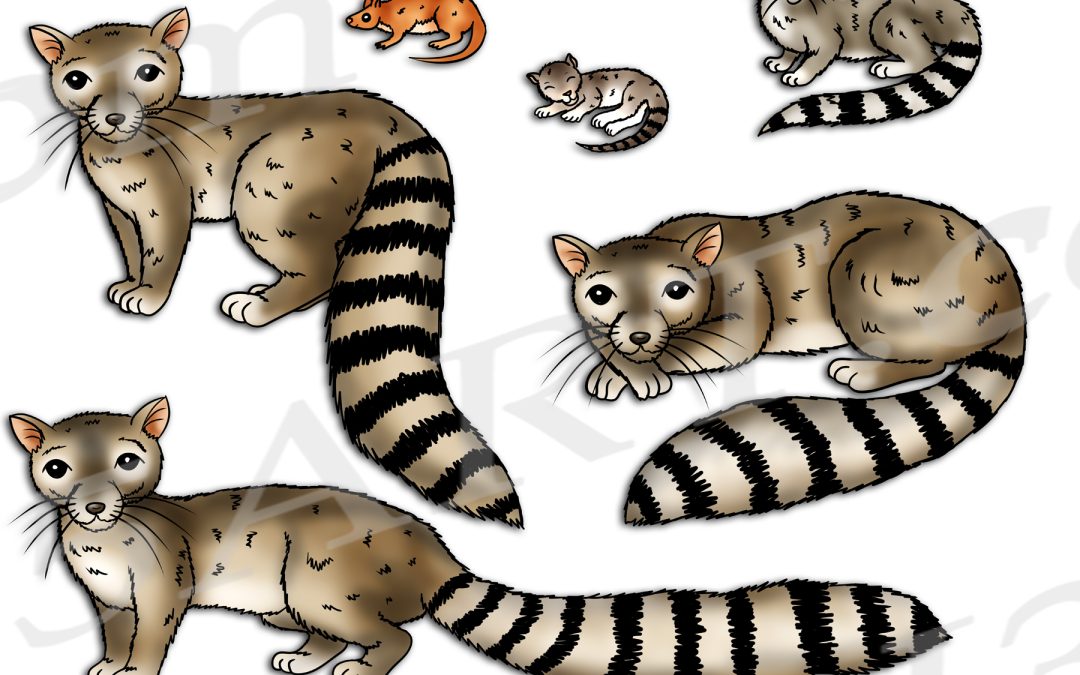 Ringtail Cat Life Cycle Clipart Set Download