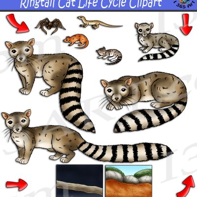 Ringtail Cat Life Cycle Clipart
