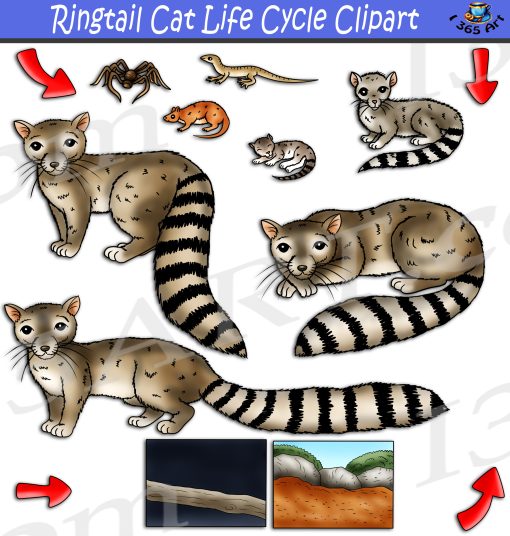 Ringtail Cat Life Cycle Clipart