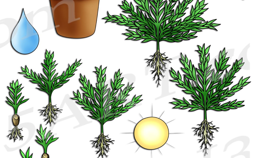 Rosemary Life Cycle Clipart Set Download