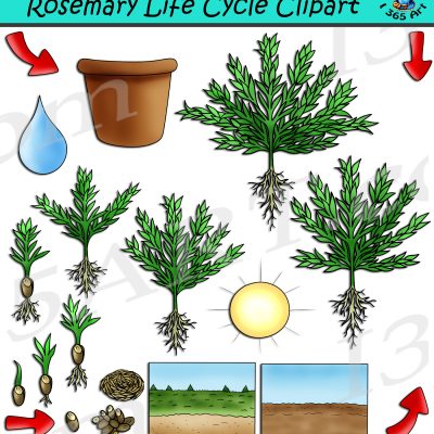 Rosemary Life Cycle Clipart