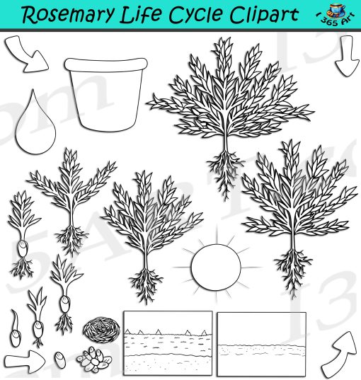 Rosemary Life Cycle Clipart
