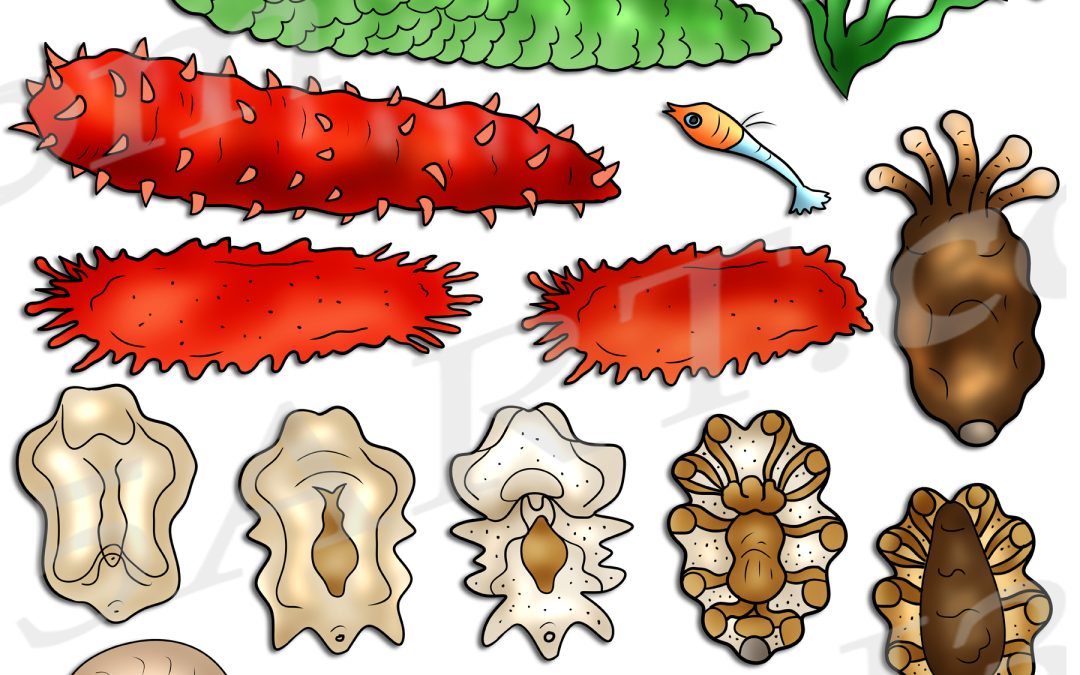 Sea Cucumber Life Cycle Clipart Set Download
