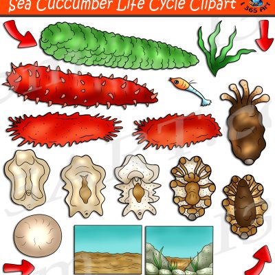 Sea Cucumber Life Cycle Clipart