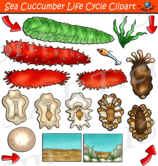 Sea Cucumber Life Cycle Clipart