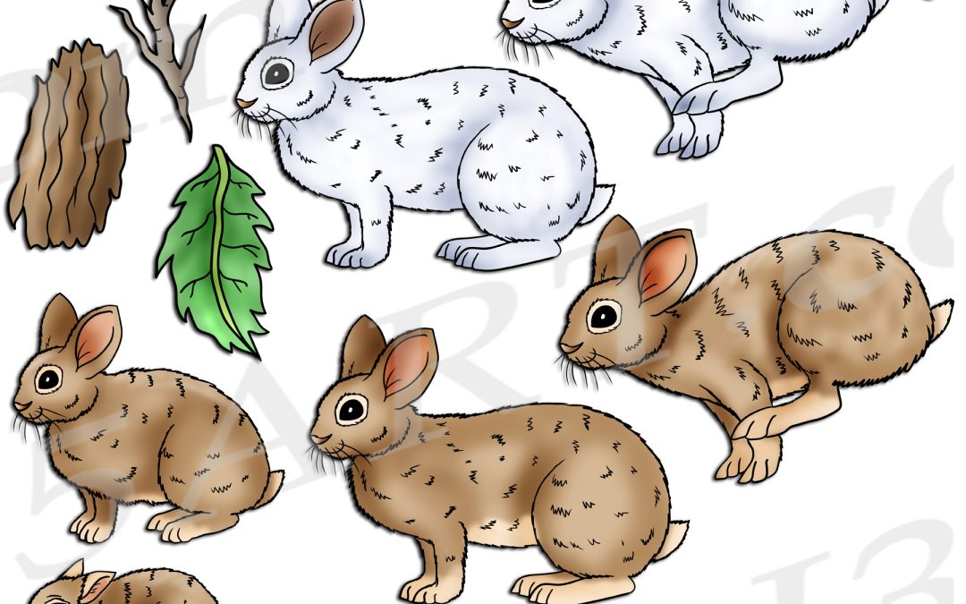 Snowshoe Hare Life Cycle Clipart Set Download