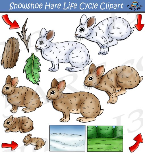 Snowshoe Hare Life Cycle Clipart