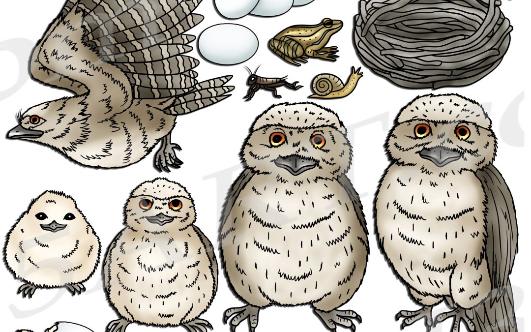 Tawny Frogmouth Life Cycle Clipart Set Download