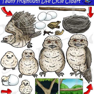 Tawny Frogmouth Life Cycle Clipart