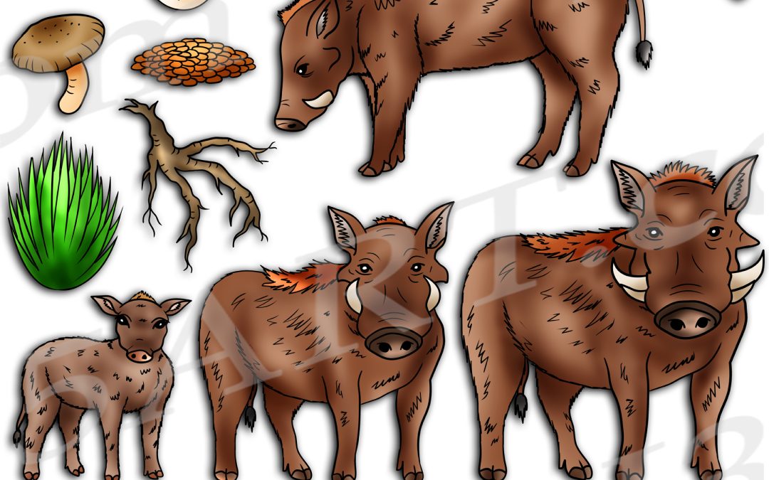 Warthog Life Cycle Clipart Set Download