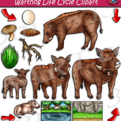Warthog Life Cycle Clipart