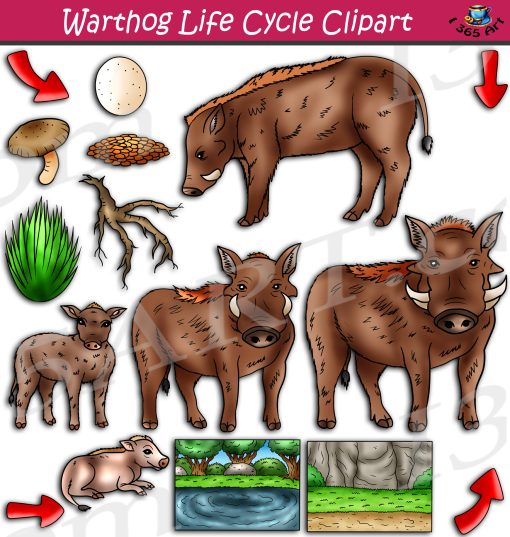 Warthog Life Cycle Clipart