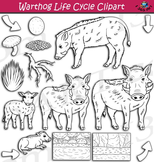 Warthog Life Cycle Clipart