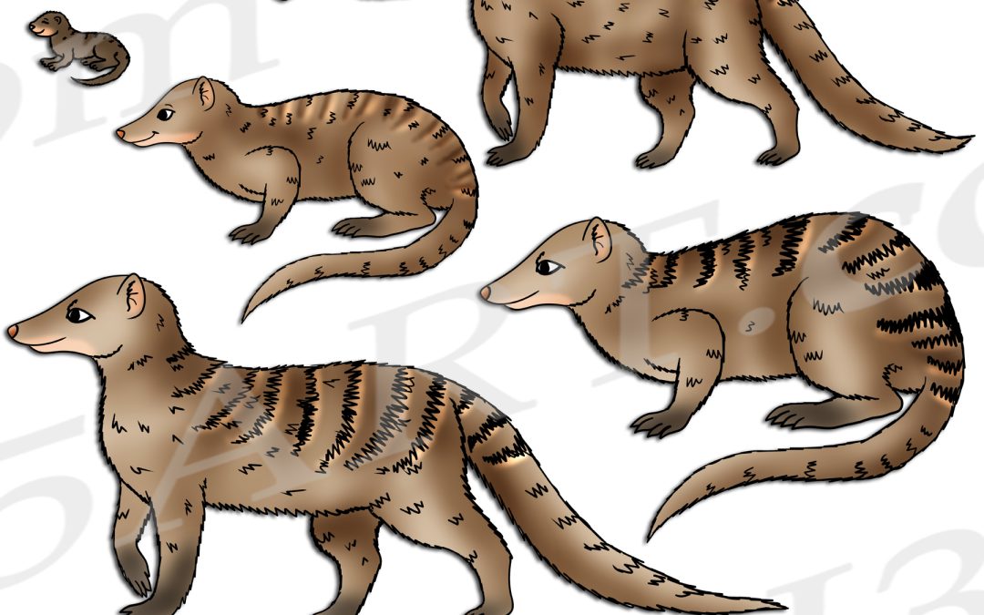 Banded Mongoose Life Cycle Clipart Set Download