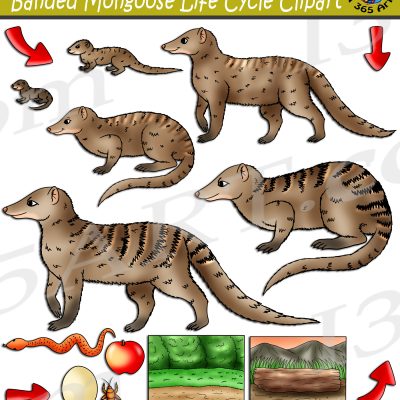 Banded Mongoose Life Cycle Clipart