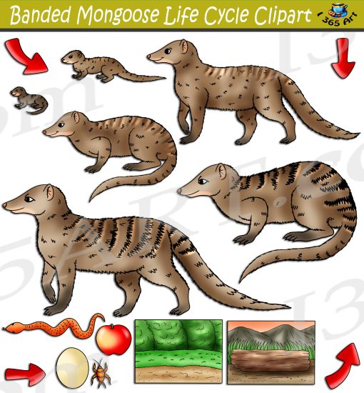 Banded Mongoose Life Cycle Clipart