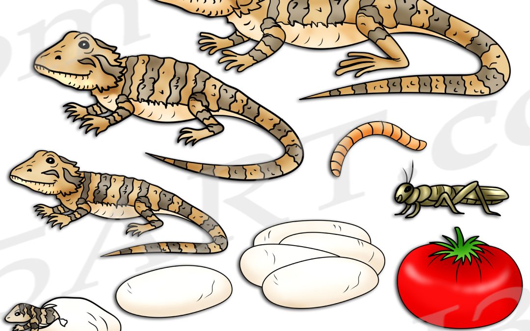 Bearded Dragon Life Cycle Clipart Set Download