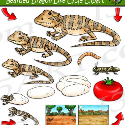 Bearded Dragon Life Cycle Clipart