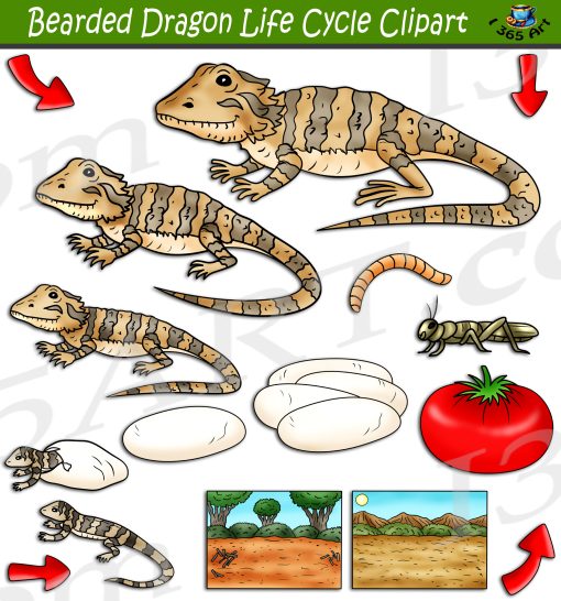 Bearded Dragon Life Cycle Clipart