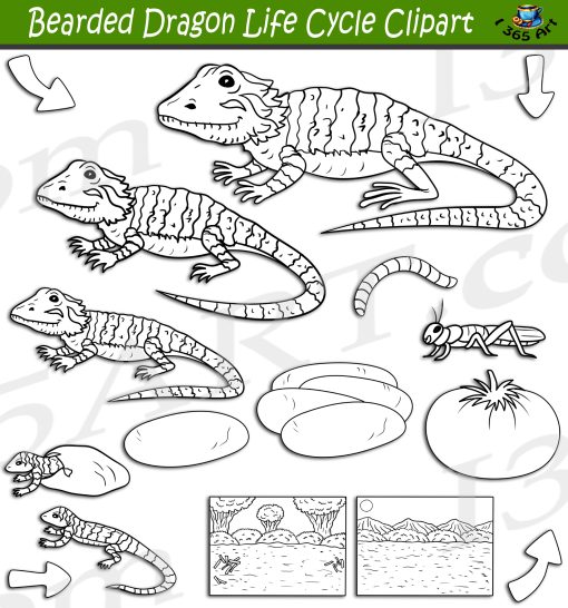 Bearded Dragon Life Cycle Clipart