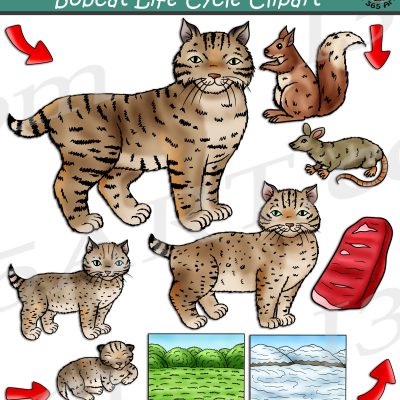 Bobcat Life Cycle Clipart