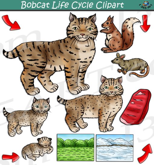 Bobcat Life Cycle Clipart