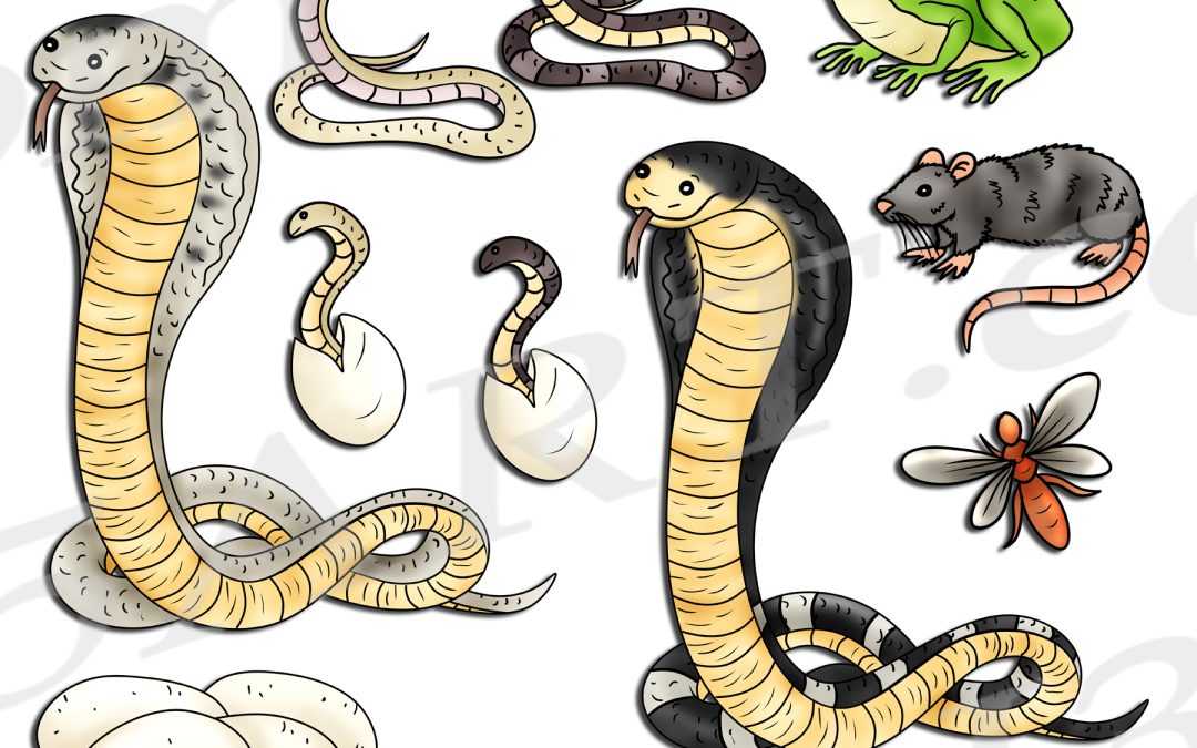 Cobra Life Cycle Clipart Set Download