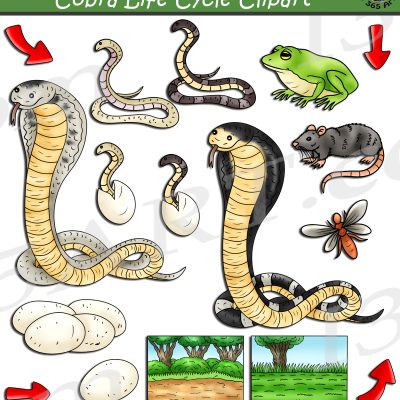 Cobra Life Cycle Clipart