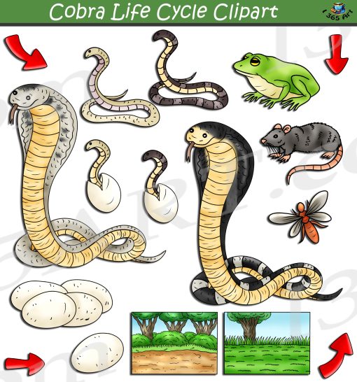 Cobra Life Cycle Clipart