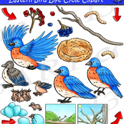 Eastern Bluebird Life Cycle Clipart