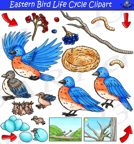 Eastern Bluebird Life Cycle Clipart