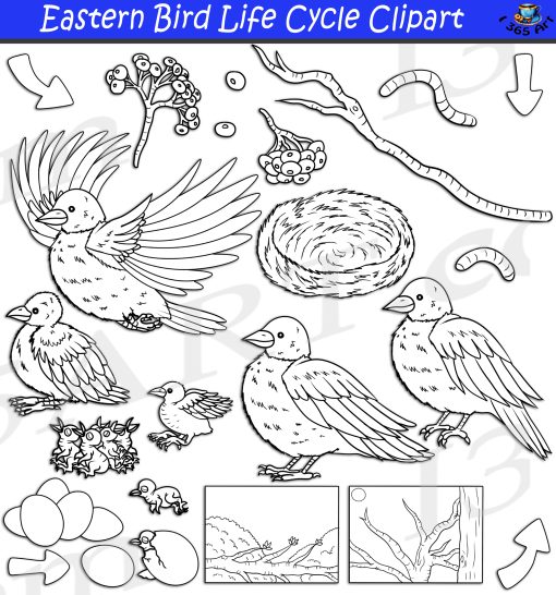 Eastern Bluebird Life Cycle Clipart