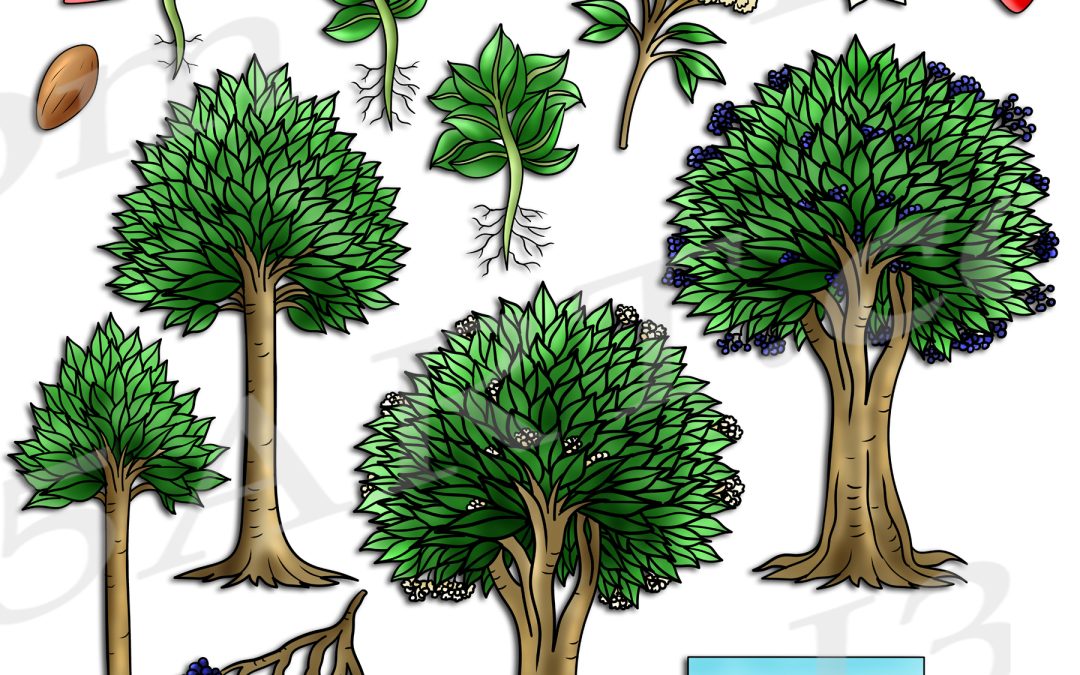 Elderberry Tree Life Cycle Clipart Set Download