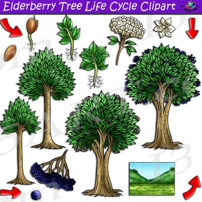 Elderberry Tree Life Cycle Clipart