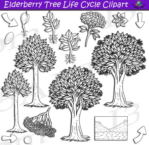 Elderberry Tree Life Cycle Clipart